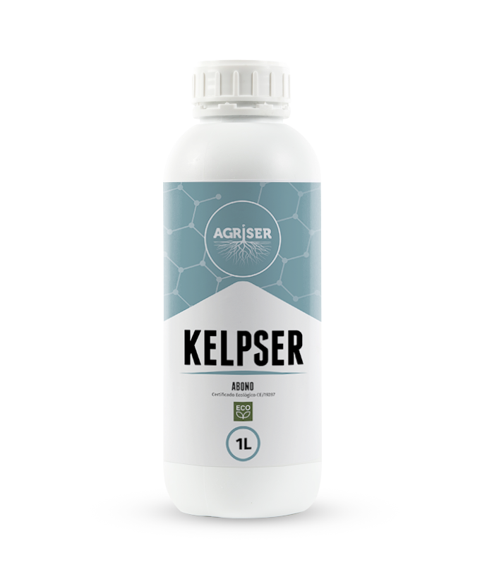 Kelpser